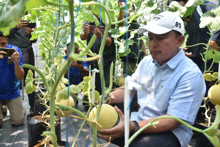 Bupati Kuningan Panen Melon Di Kaligane Farm (Dok. Dicky/Prokompim)