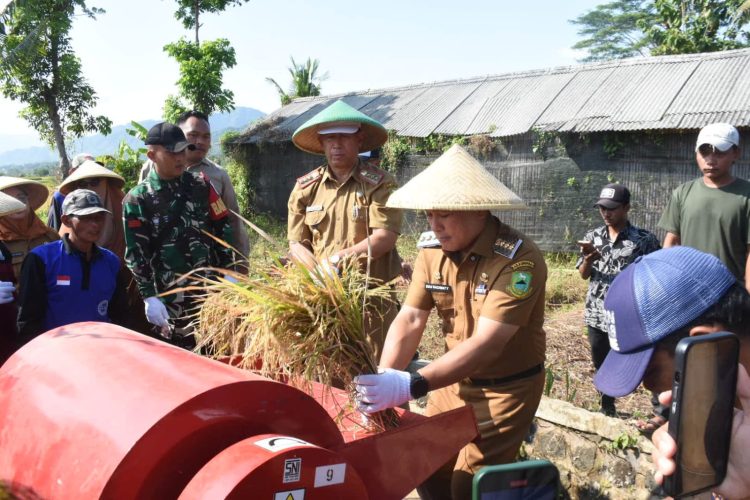 Panen Raya Padi di area persawahan Hawara, Dusun Kaliwon, Desa Kutaraja, Kecamatan Maleber. (Foto: Dok. Prokompim)