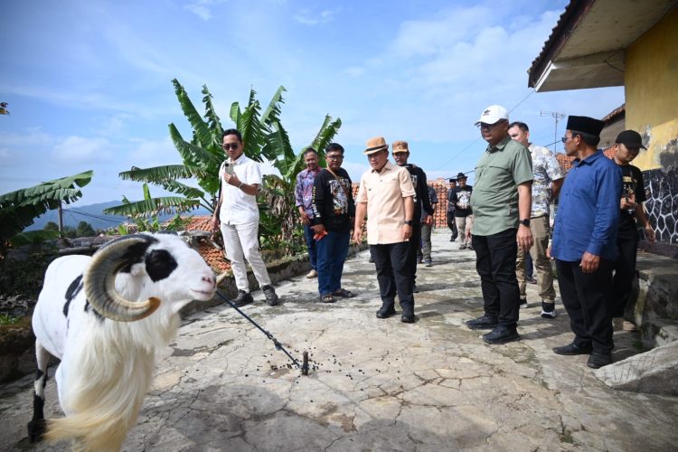Domba Garut Terios 77 asal Karangsari Kuningan siap berlaga di Final Piala Presiden. (Foto: Dok. IKP)