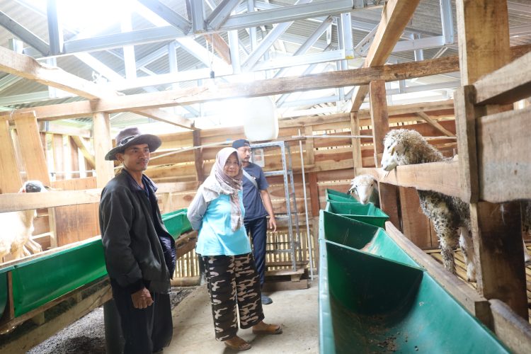Peternakan kambing unggulan di Desa Pajambon Kecamatan Kramatmulya. (Foto: Dok. IKP)
