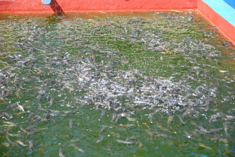 Budidaya ikan lele BUMDes Motekar Desa Partawangunan Kecamatan Kalimanggis. (Foto: dok.ikp)