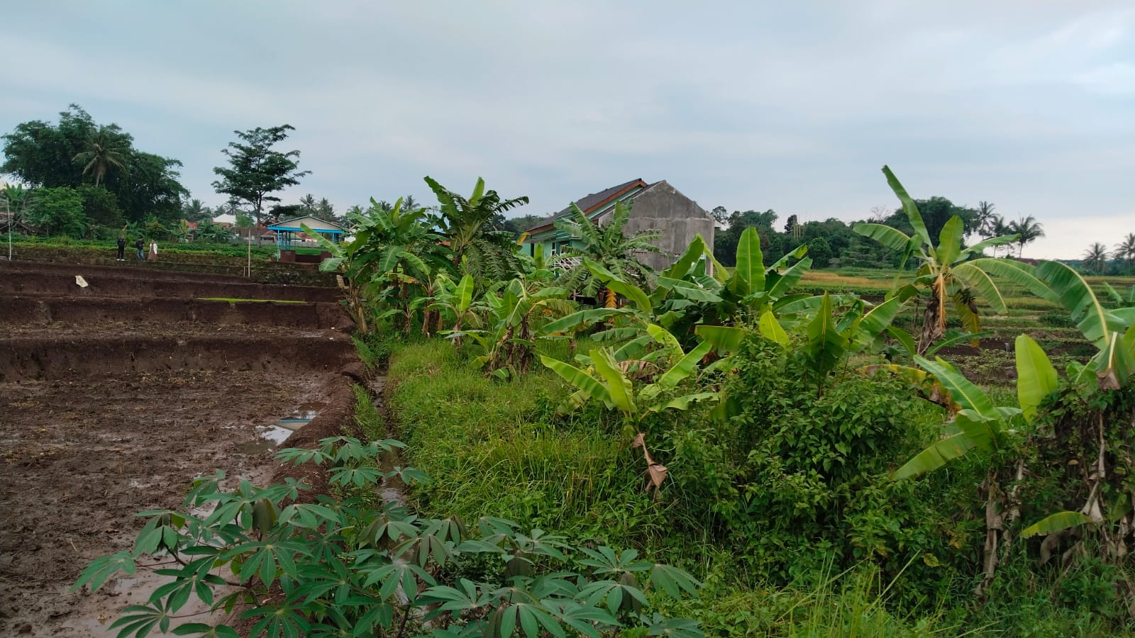 Sebidang tanah milik Ibu Denti yang diduga jadi korban penyerobotan. (Foto: dok. ist/k1)