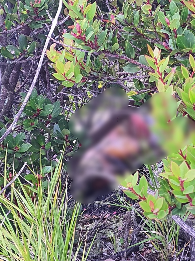 Jasad manusia dalam kondisi membusuk dan dikerubungi belatung ditemukan di sekitar kawah Gunung Ciremai. (Foto: dok. tngc/k1)
