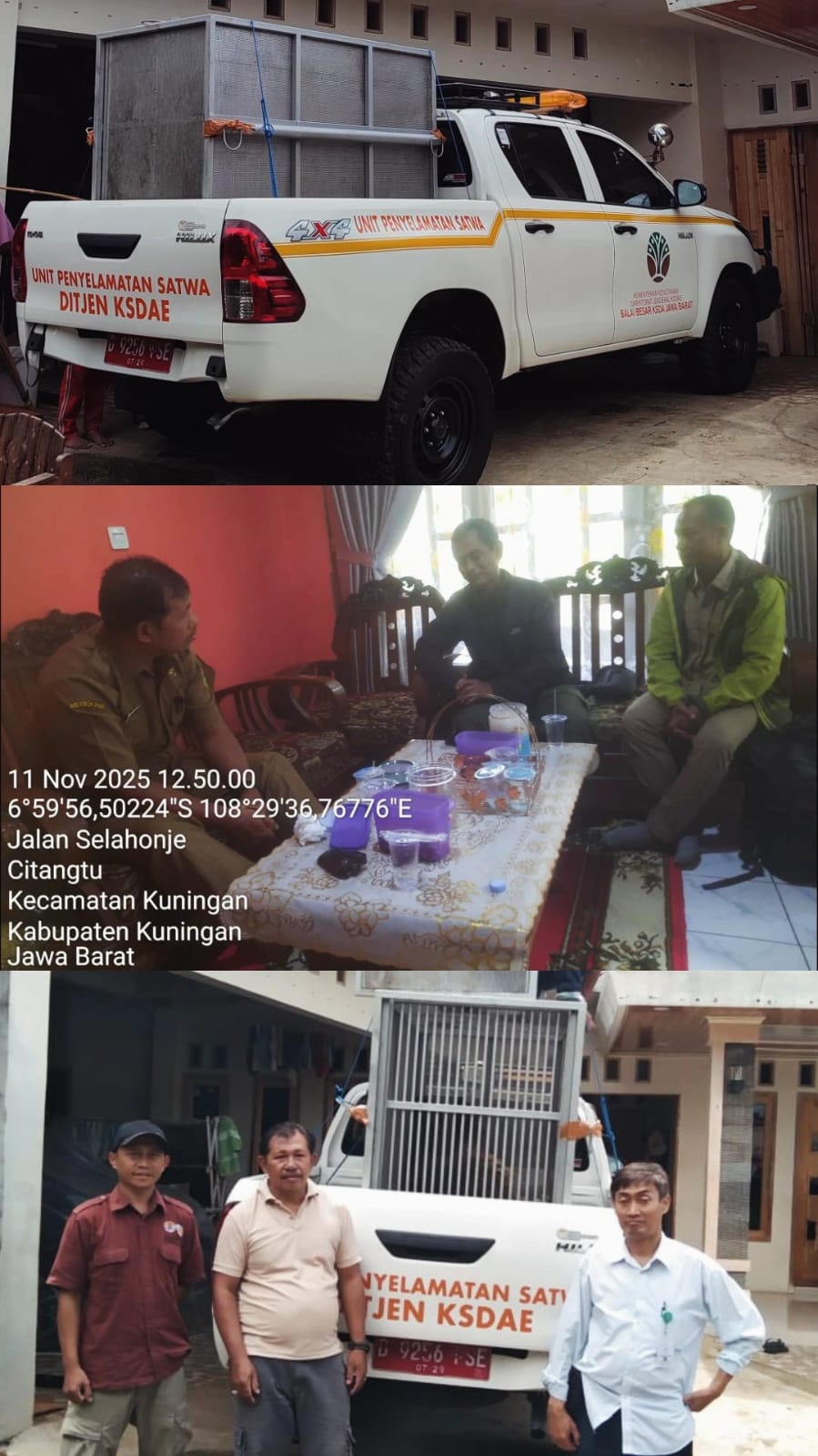 BKSDA Jawa Barat saat evakuasi landak jawa. (Foto: dok. bksda/k1)