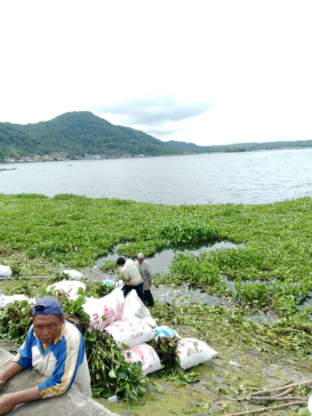 Hamparan eceng gondok di Waduk Darma Kuningan. (Foto: dok. ist/tohirin)
