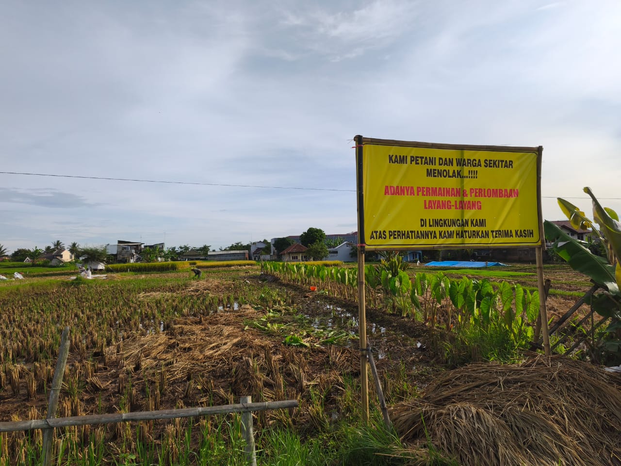 Petani memasang sebuah banner besar berisi penolakan terhadap aktivitas bermain dan perlombaan layang-layang di area sawah (foto:dok. ist/tohirin)