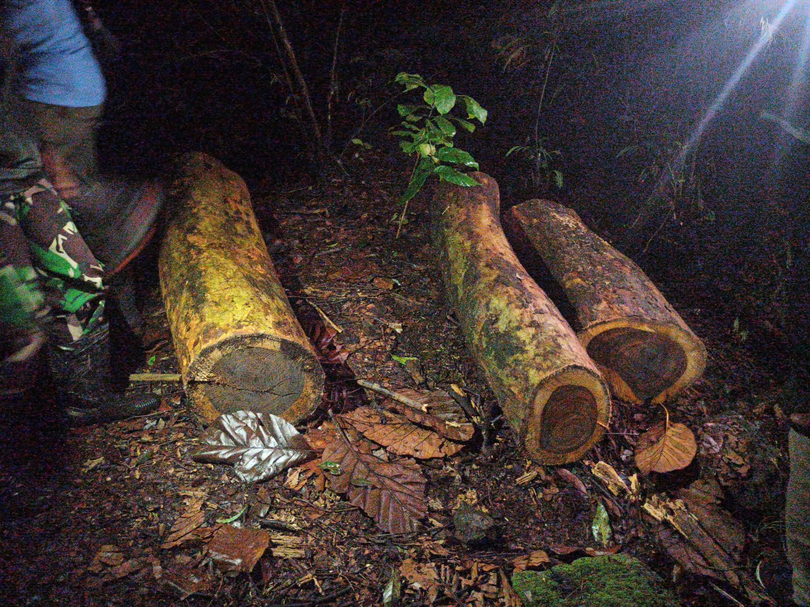 Barang bukti kayu sonokeling hasil pembalakan liar di kawasan TNGC. (Foto: dok. babinsa)