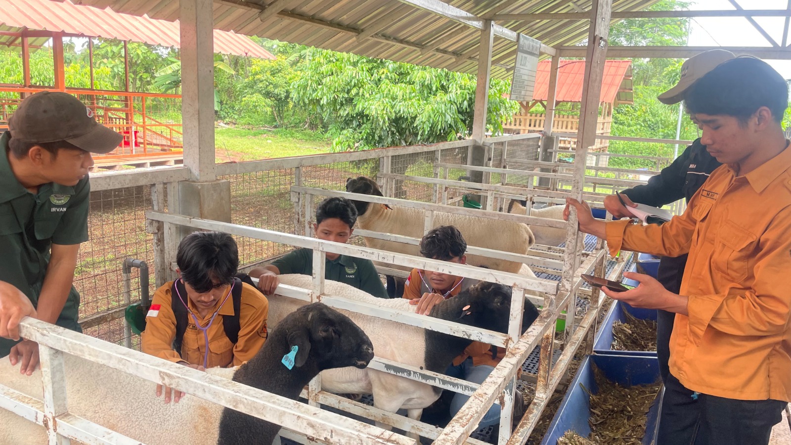 Mahasiswa Prodi Peternakan UM Kuningan mengikuti praktikum terpadu di Gumolong Farm (foto:dok. umk/tohirin)