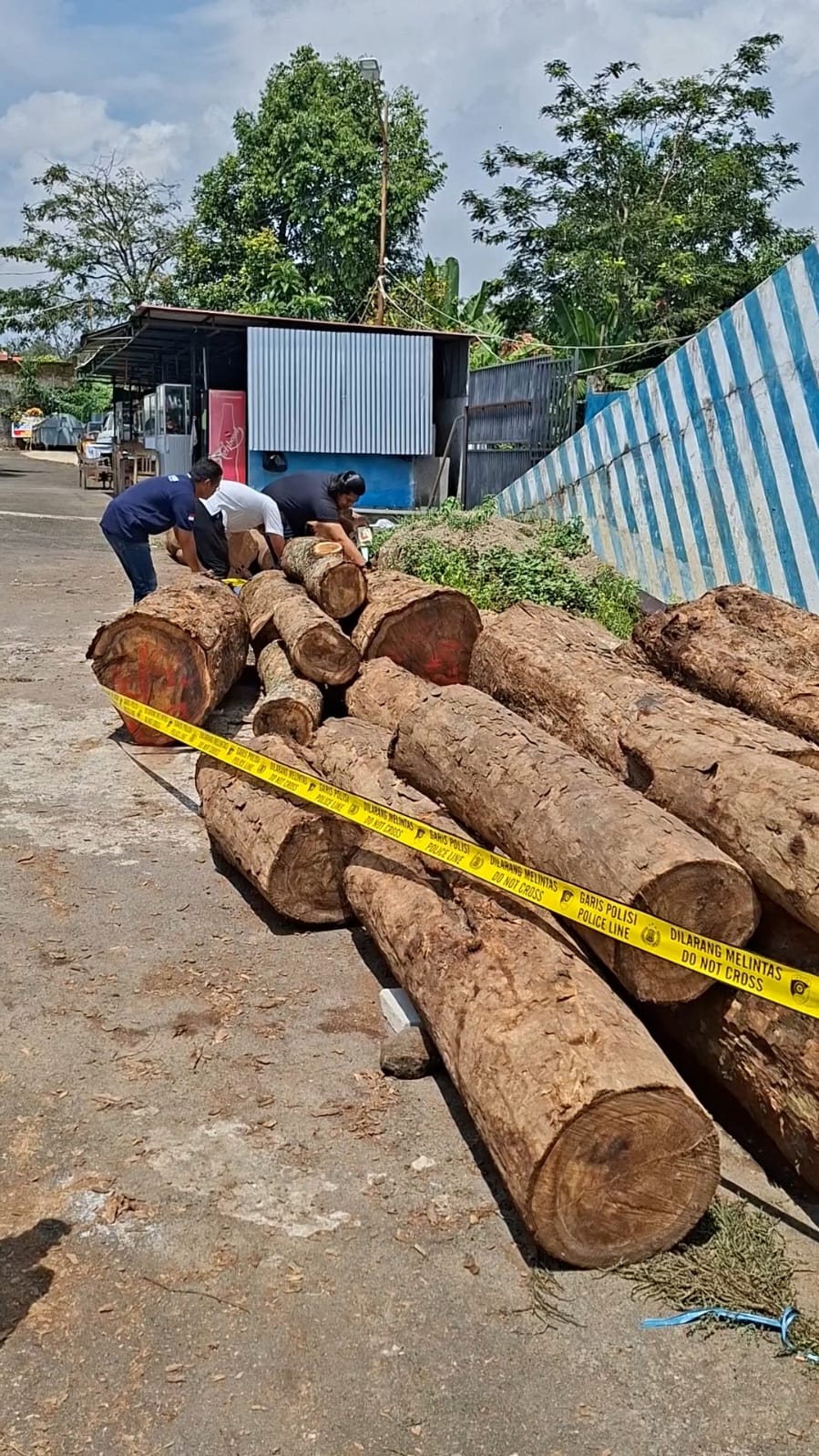 Barang bukti kayu sonokeling yang diamankan Polres Kuningan dari kasus illegal logging (foto:dok. ist/tohirin)