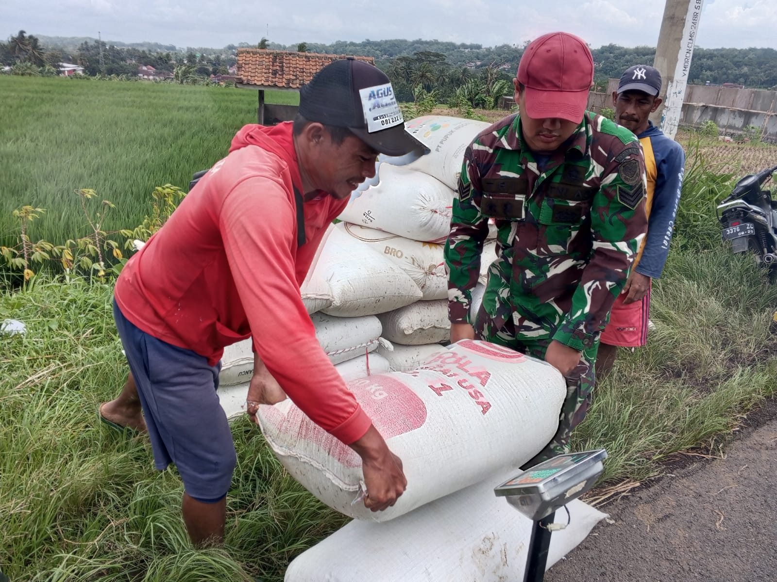 Babinsa Koramil Cilimus dampingi Bulog saat serapan gabah petani Desa Panawuan Kuningan (foto:dok. kodim/tohirin)