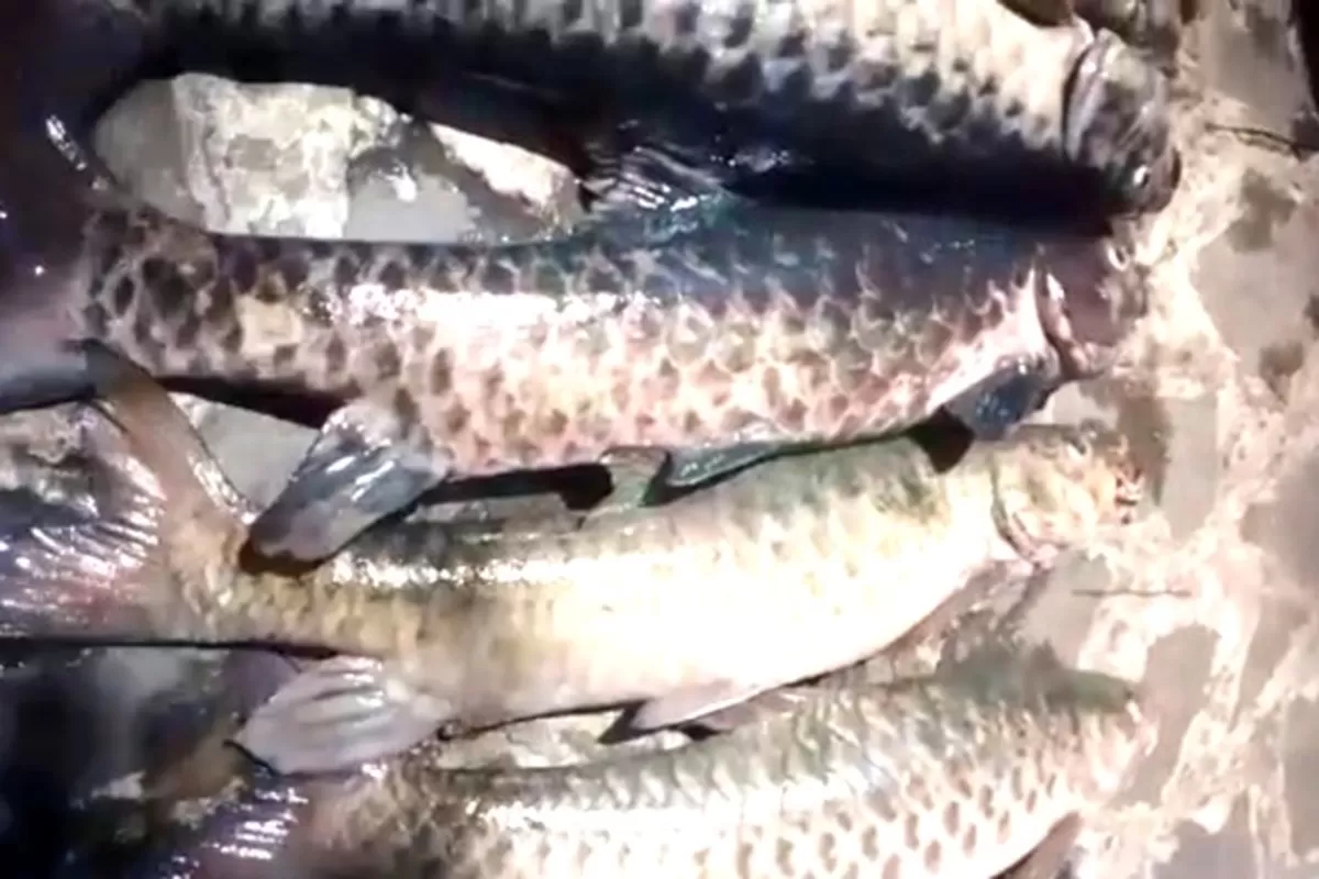 Puluhan ikan dewa di Balong Cigugur ditemukan mati mendadak dalam tiga hari terakhir, diduga akibat parasit dan cuaca ekstrem. (Foto: dok. net)