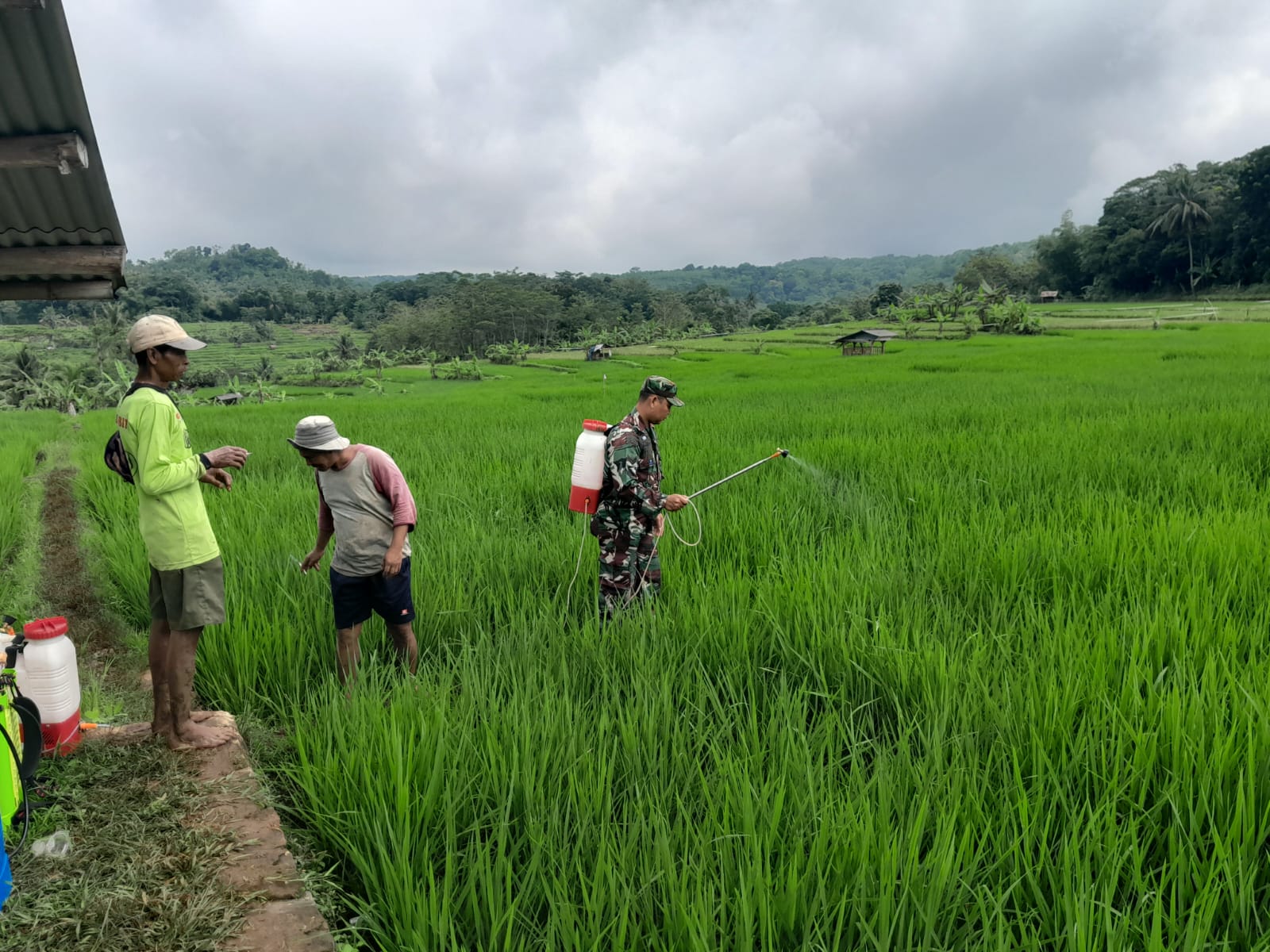 Babinsa bergerak basmi hama di sukamukti (foto:dok. kodim/tohirin)