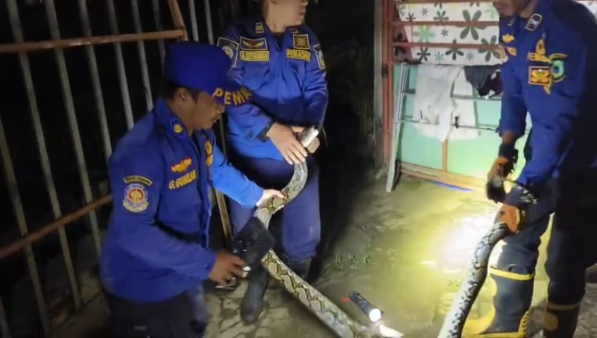 Damkar evakuasi ular piton (foto:dok. ist/tohirin)