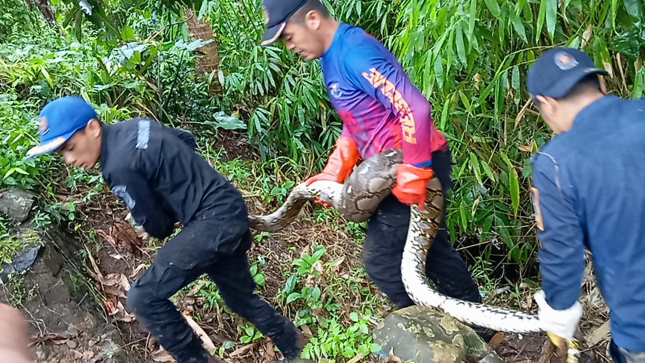 Evakuasi ular oleh damkar kuningan (foto:dok. ist/tohirin)