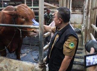 Bupati dian turun langsung, cek kondisi sapi yang di pilih presiden prabowo (foto:dok ist/tohirin)