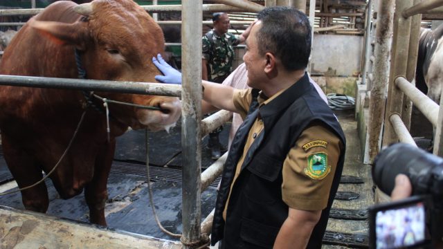 Bupati dian turun langsung, cek kondisi sapi yang di pilih presiden prabowo (foto:dok ist/tohirin)