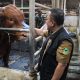 Bupati dian turun langsung, cek kondisi sapi yang di pilih presiden prabowo (foto:dok ist/tohirin)