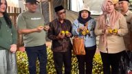 Wakil Bupati Kuningan Tuti Andriani (Amih Tuti) meninjau kebun kesemek di Desa Gunungsirah, Kecamatan Darma, Senin (1/6/2026). (Foto: dok. net)