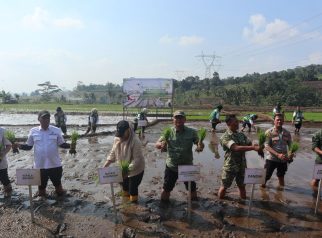 Penanaman padi seremonial (foto:dok ist/tohirin)